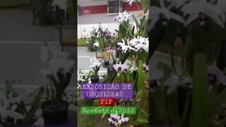 EXPOSIÇÃO DE ORQUIDEAS LAELIA PURPURATA. FIP NOVEMBRO 2022