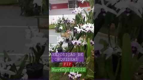 EXPOSIÇÃO DE ORQUIDEAS LAELIA PURPURATA. FIP NOVEMBRO 2022