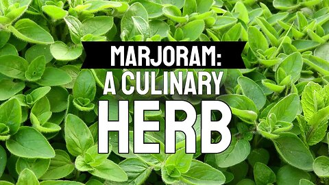 Marjoram: A Culinary Herb That Will Thrive in Containers or Your Herb Garden.