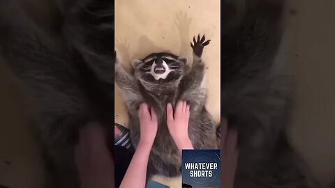 Belly Rubs for a Cute Raccoon #shorts #raccoon #animals #cute