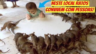 Neste local ratos são adorados como "Deuses"!