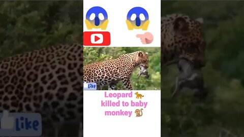 Leopard 🐆 killed baby monkey|| #shorts #youtubeshorts