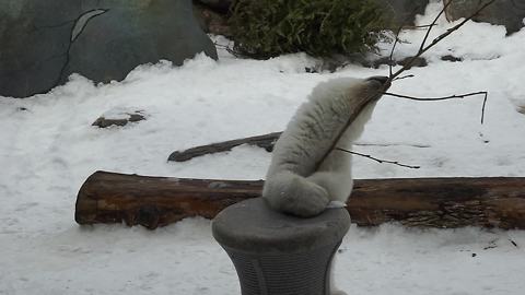 Baby polar bear's adorable play time captivates audience