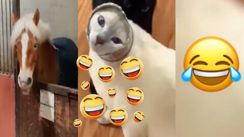 Funny l🤣 laughing videos laughter 😁