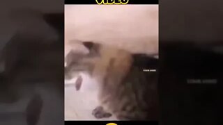 Funniest Video shorts cute cat kids trending funnyvideo most watched video