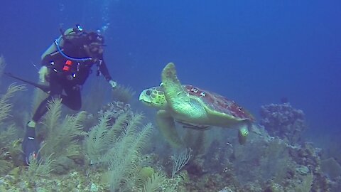 Scuba divers in complete awe over gigantic loggerhead sea turtle