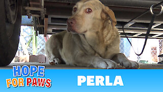 Yellow Labrador dumped after being used for breeding puppies. Look how happy she is now!