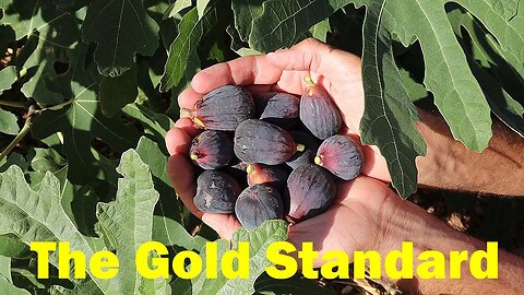 THE Fig EVERYONE Should Grow