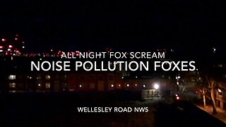 Noise Pollution : Fox Scream : At Night : Jan 23 : Wellesley Rd NW5