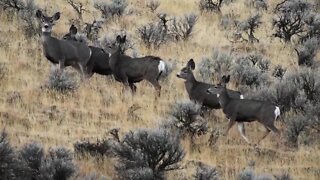 Fish and Game asking for public help in investigation of a wasted mule deer shot in the magic valley
