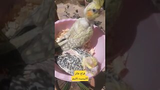 فراخ طائر كاليبسيت لاتينو عين حمراء كيوت روعة