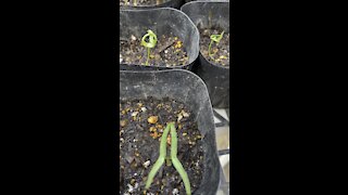 Seedlings