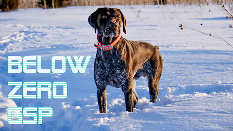 Below Zero GSP | Winter Dog Run