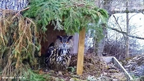 Female Eagle Owl Close Up 🦉 03/20/23 17:39