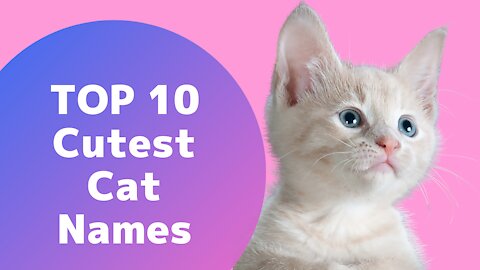 TOP 10 Cutest Cat Names