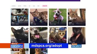 MDSPCA - Virtual Adoptions