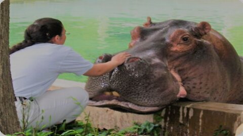 Hippo feeding | Cute hippo, Baby hippo, Cute baby animals