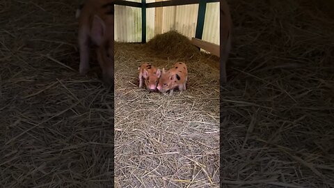 Piggy farm🐷 #kunekune #pigs #piggy #farmlife #farmanimals #homestead #foryou #reels #fyp #barn
