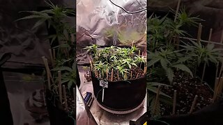 Purple silverback autoflower week 6 day 1 early flower