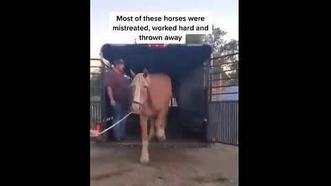Rescue Horses Arriving At Quarantine