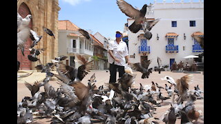 Arlides Beleno, el hombre que alimenta a las palomas de San Pedro