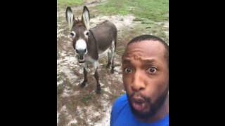 Singer's hilarious duet with a donkey