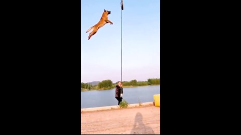 Dogs that fly - Malinois & Alsatian dogs show there jump