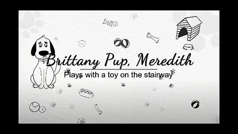Brittany Pup, Meredith, Plays with a toy on stairway