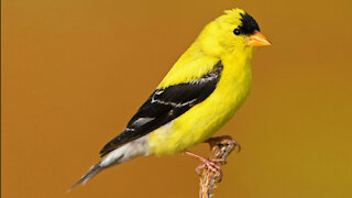 A cute American Goldfinch