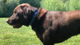 Emotional moment dog and owner reunite after one year apart