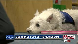Therapy dog in Papillion classroom