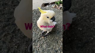 What doing? Baby! #cutepets #parrot #shorts #cockatoo