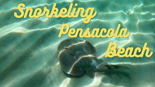 Pensacola Beach snorkeling