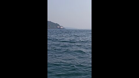 Dolphin Spotting in the Indian Sea