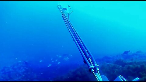 🎣 Pesca submarina - Pampo - Apneia - Spearfishing 🌊🐟 #pescasub #viral #pesca