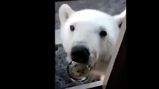 Polar Bear Begs For Help - HaloRockAnimals