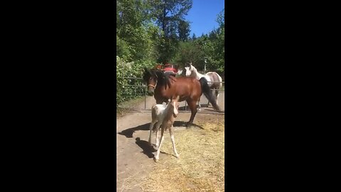 Magical Reunion: Foal's First Encounter with Mighty Stallion!
