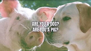 Are You A Dog or Are You A Pig? Most of You Are Dogs, and The Smartest Are Pigs (Such as The Illuminati). You Don't Have to Be Evil to Be a Pig, Though. | Kurt Metzger and Alex Jones
