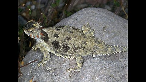 Horned Lizards reseacrh video