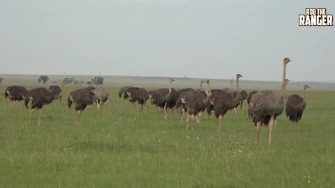 Masai Ostriches (Herd, Flock, Pride, Wobble) In The Mara | Zebra Plains