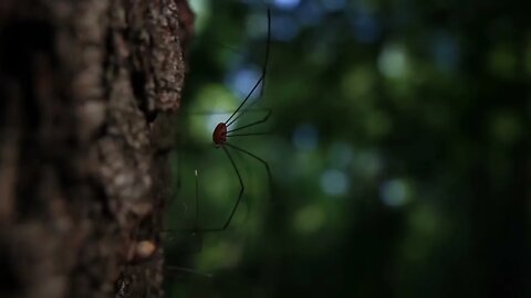 Beachfront B Roll Daddy LongLegs or Harvestman Free to Use HD Stock Footage