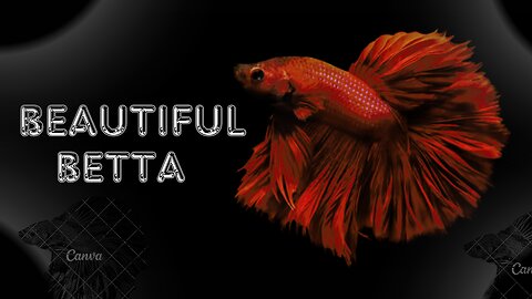 beautiful betta fish playing