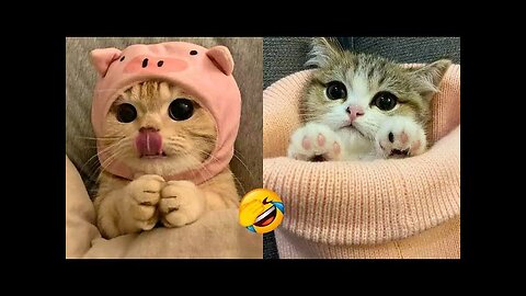 Cat funny videos 🤣😹| New Funny Animals😸 | Funniest Cats |