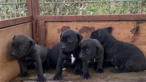 Reptar x Rogue pups at 3 weeks