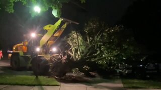 Tree removed from truck in Timonium
