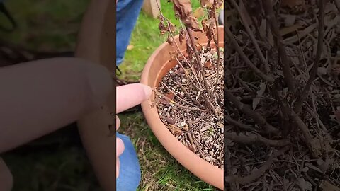 😮Before You Prune Potted Mums This Spring, Do This ✂️ #shorts