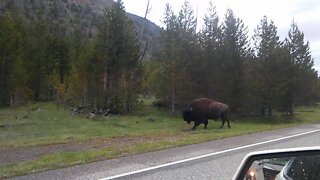 Lone Bison Yellowstone