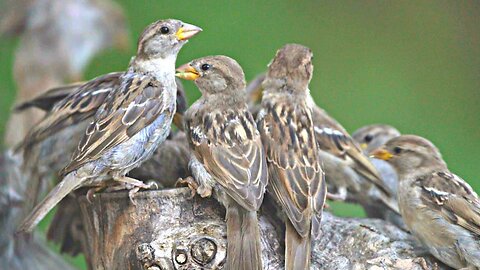 Another Sparrow Feeding Frenzy, but in Slow Motion