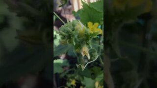 1st Cucumber plant Tips for better growth