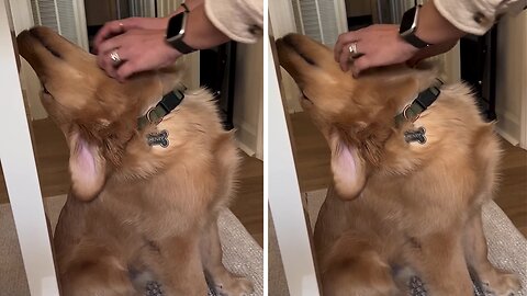 Dog mom finds pup's sweet spot and he absolutely loves it